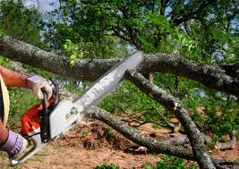 Best Tree Health Inspection  in Lake Hallie, WI