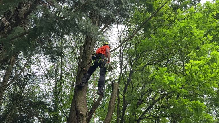 Best Tree Fertilization Services  in Lake Hallie, WI