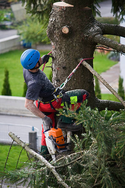 How Our Tree Care Process Works  in  Lake Hallie, WI